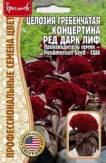 Целозия гребен. Концертина Ред Дарк Лиф, 5 шт. США