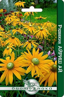 Рудбекия Айриш Ай, 20 шт. Биотехника
