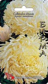 Астра китайская Дракон Бирма, 30 шт. Биотехника