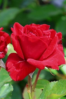 Роза флорибунда Нина Вейбул/ЦКор