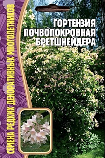 Гортензия почвопокровная Бретшнейдера, 20 шт.