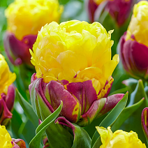 Тюльпан густомахровый Банана Айс Крим, 11/+, 1 шт.
