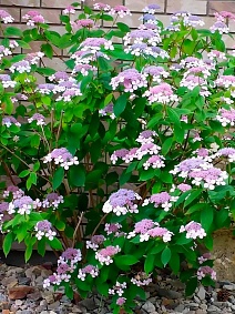 Гортензия пильчатая Амача /ЦКор