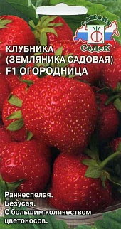 Земляника Огородница F1, ремонтантная, 15 шт.