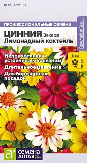 Цинния Захара Лимонадный коктейль, 5 шт. Профессиональные семена.