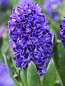 Гиацинт Блю Трофи, 1 шт.