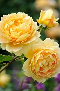 Роза английская парковая Голден Селебрейшен, 1 шт.