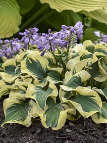 Хоста Мини Скирт, 1шт.