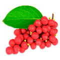 Лимонник китайский