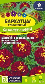 Бархатцы Скарлет София отклоненные, 0,2 г