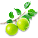 Яблоня
