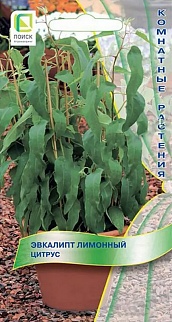 Эвкалипт лимонный Цитрус, 5 шт.