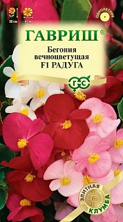 Бегония вечноцветущая Радуга F1, смесь, 10шт. Элитная клумба.